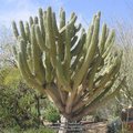 cactus and succulent