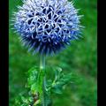 藍薊 Blue Thistle (英國) by *Forestina-Fotos