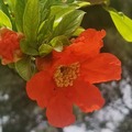 Flor de la Granada