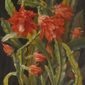 Christian Möllback (1853-1921) - Epiphyllum cactus,