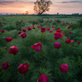 The flowerful sunrise Емил Рашковски