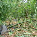 2012-06-20泰利颱風~雲林古坑農業災害 