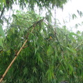 2012-06-20泰利颱風~雲林古坑農業災害 