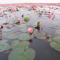 Udon Thani 紅蓮花湖