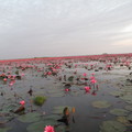 Udon Thani 紅蓮花湖