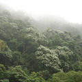 橫山賞桐花