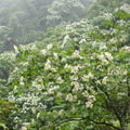 橫山賞桐花