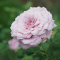 粉紫玫瑰