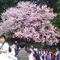 天元宮大櫻花樹