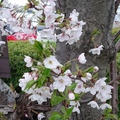櫻花in Japan