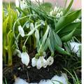 阿爾卑斯山花卉-白色
