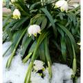 阿爾卑斯山花卉-白色