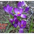 阿爾卑斯山花卉-粉紫色