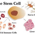 ＊幹細胞照片0018