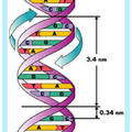 ▲👍💥人類DNA(1)＼^^