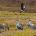 白額雁（Greater White-fronted Goose)及沙丘鶴