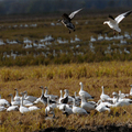 雪雁（Snow Goose）