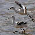 美洲反嘴鷸(American Avocet)