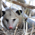北美負鼠(Opossum)