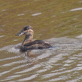 棕硬尾鴨(Ruddy Duck)雌