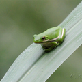 美國綠樹蛙（American Green tree frog）