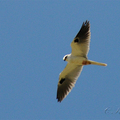 白尾鳶（White-tailed Kite）