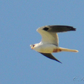 白尾鳶（White-tailed Kite）