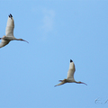 美洲白鹮(White ibis)