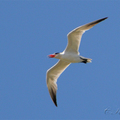 裡海燕鷗（Caspian Tern）