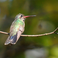 闊嘴蜂鳥（Broad-billed Hummingbird）