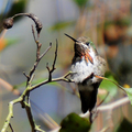 星蜂鳥（Calliope Hummingbird）