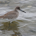 半蹼鷸(Willet)