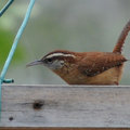 卡羅葦鷦鷯(Carolina Wren)