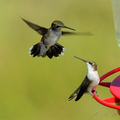 黑頦北蜂鳥(Black-chinned Hummingbird)(左) 及紅玉喉北蜂鳥(Ruby-throated Hummingbird)