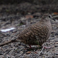 印加鳩(Inca Dove)