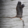 大蒼鷺(Great Blue Heron)