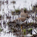 半蹼鷸與小黃腳鷸(Willet and Lesser Yellowleg)