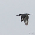 帶魚狗 (Belted Kingfisher)