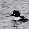 鵲鴨(Common Goldeneye)