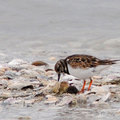 喧鴴(Killdeer)