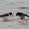 蠣鷸(American Oystercatcher)