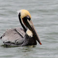 褐鵜鶘(Brown Pelican)