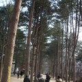 韓國-首爾│冬季戀歌-南怡島 - 5