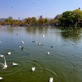 《雲南-昆明1-3》翠湖公園 - 20