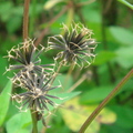 種子：大花咸豐草，花瓣長0.5cm，白花黃蕊，種子會插入人們衣服而到處播種，所以原野處處可看到它的蹤影。