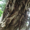 榕樹幹