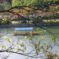 2017-10-18 日本自由行day9廣島和平公園