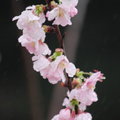 櫻花 
