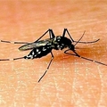 「防蚊大作戰！連空氣清淨機也會捕蚊子！」 - 1