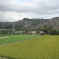 鄉間田野